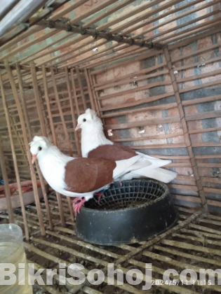 জারমান সিল রানিং